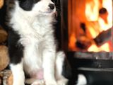 Benzersiz Güzellikte Border Collie Yavruları