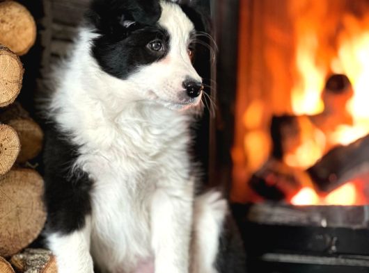 Benzersiz Güzellikte Border Collie Yavruları görsel