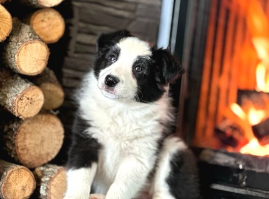 Benzersiz Güzellikte Border Collie Yavruları görsel