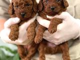 İstanbulun En Gözde Toy Poodle Bebekleri̇