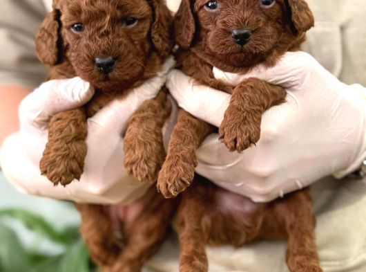 İstanbulun En Gözde Toy Poodle Bebekleri̇ görsel
