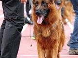 Almanların Efsaneleşen Köpeği Alman Kurdu Yavruları