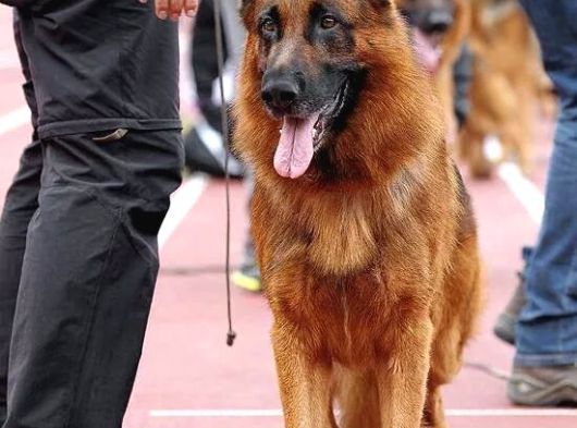 Almanların Efsaneleşen Köpeği Alman Kurdu Yavruları görsel