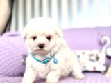 Maltese Terrier Safkan En Küçük Boy Yavrularımız