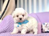 Maltese Terrier Safkan En Küçük Boy Yavrularımız