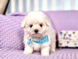 Maltese Terrier Safkan En Küçük Boy Yavrularımız