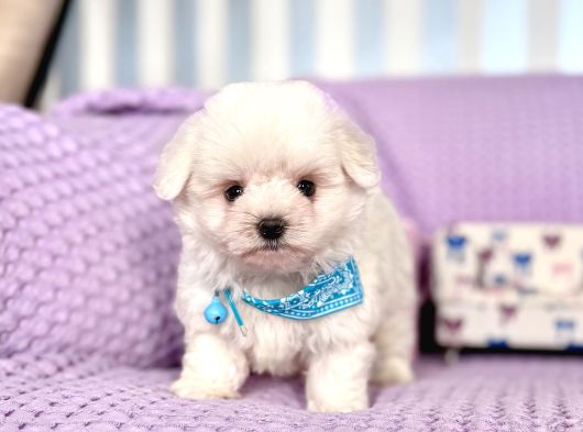 Maltese Terrier Safkan En Küçük Boy Yavrularımız görsel