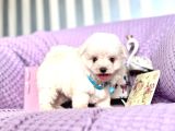 Maltese Terrier Safkan En Küçük Boy Yavrularımız