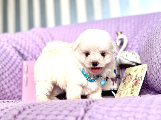 Maltese Terrier Safkan En Küçük Boy Yavrularımız