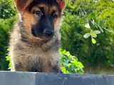 Almanların Efsaneleşen Köpeği Alman Kurdu Yavruları