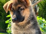 Almanların Efsaneleşen Köpeği Alman Kurdu Yavruları