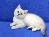 BRİTİSH ŞORTHAİR YAVRU PONÇİK YENİ SAHİBİNİ ARIYOR