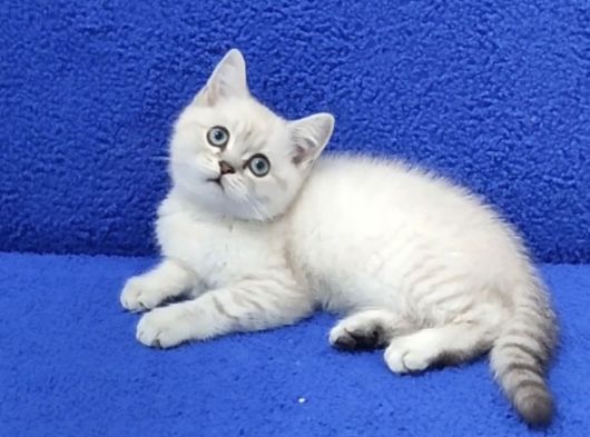 Bri̇ti̇sh Şorthai̇r Yavru Ponçi̇k Yeni̇ Sahi̇bi̇ni̇ Ariyor