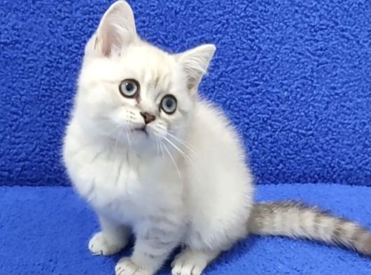 Bri̇ti̇sh Şorthai̇r Yavru Ponçi̇k Yeni̇ Sahi̇bi̇ni̇ Ariyor görsel