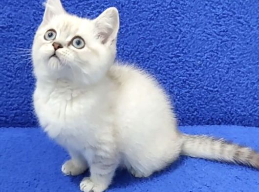 Bri̇ti̇sh Şorthai̇r Yavru Ponçi̇k Yeni̇ Sahi̇bi̇ni̇ Ariyor görsel