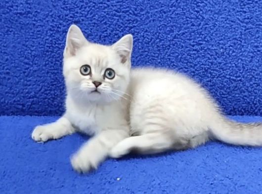Bri̇ti̇sh Şorthai̇r Yavru Ponçi̇k Yeni̇ Sahi̇bi̇ni̇ Ariyor görsel