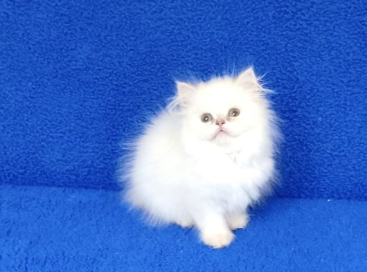 A Kali̇te Bri̇ti̇sh Longhai̇r Tesli̇me Hazir Ponçi̇k görsel