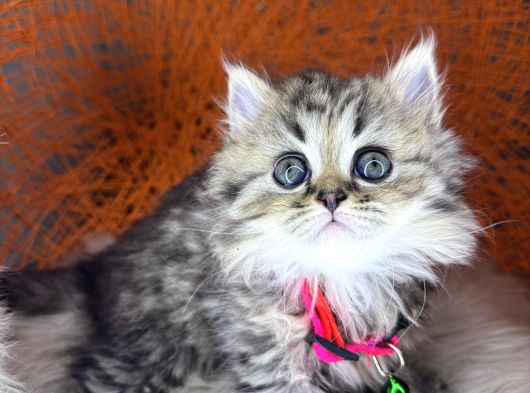 British Shorthair Ve Longhair Golden Tabby Yavrular görsel