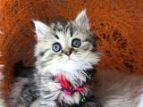 British Shorthair Ve Longhair Golden Tabby Yavrular