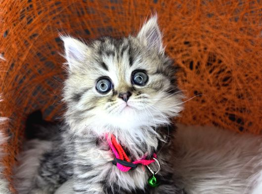 British Shorthair Ve Longhair Golden Tabby Yavrular görsel