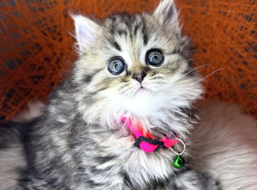 British Shorthair Ve Longhair Golden Tabby Yavrular görsel