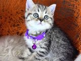 British Shorthair Ve Longhair Golden Tabby Yavrular