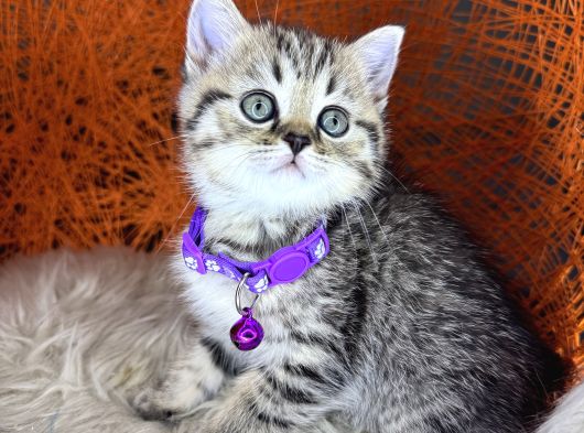 British Shorthair Ve Longhair Golden Tabby Yavrular görsel