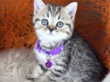 British Shorthair Ve Longhair Golden Tabby Yavrular