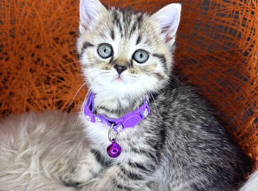 British Shorthair Ve Longhair Golden Tabby Yavrular görsel