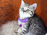 British Shorthair Ve Longhair Golden Tabby Yavrular