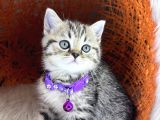 British Shorthair Ve Longhair Golden Tabby Yavrular