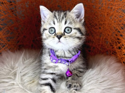British Shorthair Ve Longhair Golden Tabby Yavrular görsel