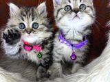 British Shorthair ve Longhair Golden Tabby Yavrular