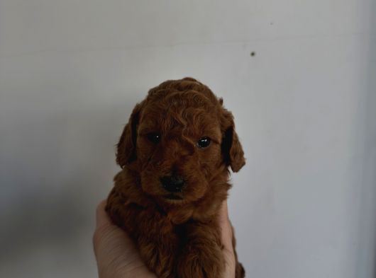 Evinizin Yeni Neşesi görsel