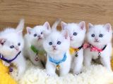 A kalite goldenpoınt british shorthair bebeklerim