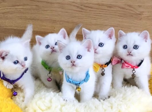 A Kalite Goldenpoınt British Shorthair Bebeklerim