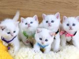 A Kalite Goldenpoınt British Shorthair Bebeklerim