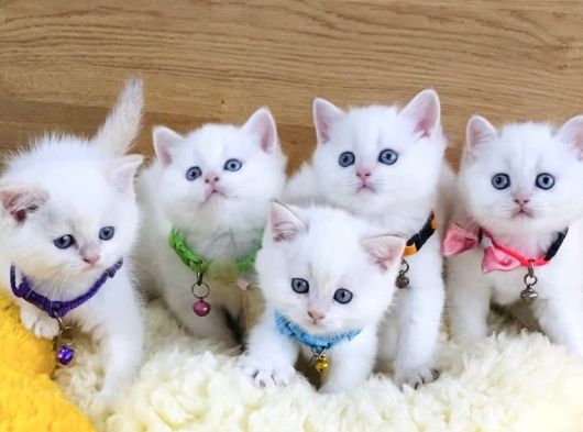 A Kalite Goldenpoınt British Shorthair Bebeklerim görsel