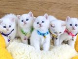 A Kalite Goldenpoınt British Shorthair Bebeklerim