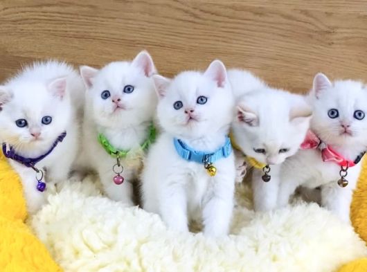 A Kalite Goldenpoınt British Shorthair Bebeklerim görsel