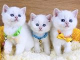 A Kalite Goldenpoınt British Shorthair Bebeklerim