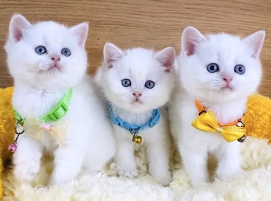 A Kalite Goldenpoınt British Shorthair Bebeklerim görsel