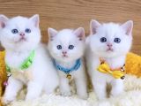 A Kalite Goldenpoınt British Shorthair Bebeklerim