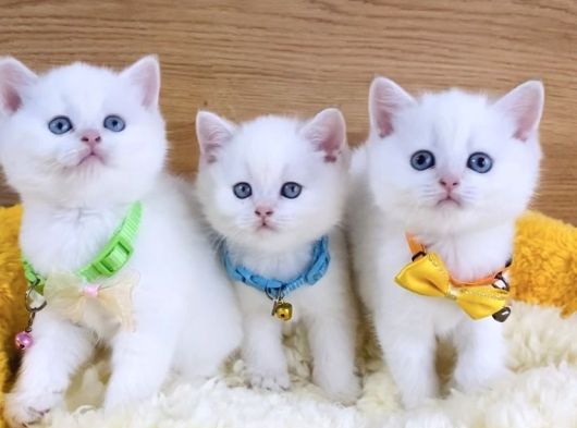 A Kalite Goldenpoınt British Shorthair Bebeklerim görsel
