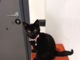 Oyuncu Hareketli Ve Sevimli Kızımıza Yuva Arıyoruz
