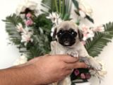 PUG MOPS YAVRULARIM TESLİME HAZIR