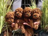Bussi̇nes Class Toy Poodle Yavrularim