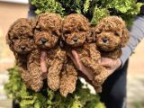 BUSSİNES CLASS TOY POODLE YAVRULARIM