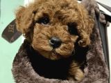 Mall Of İstanbul Vonalpten Toy Poodle