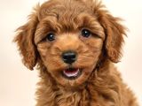 MALL OF İSTANBUL VONALPTEN toy poodle